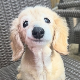 Toka portrait